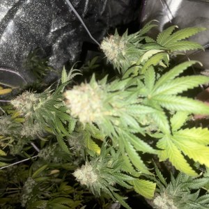 bbs-grow-diaries/blimburnseeds-com/user-46541/365b68cc4790f4c8