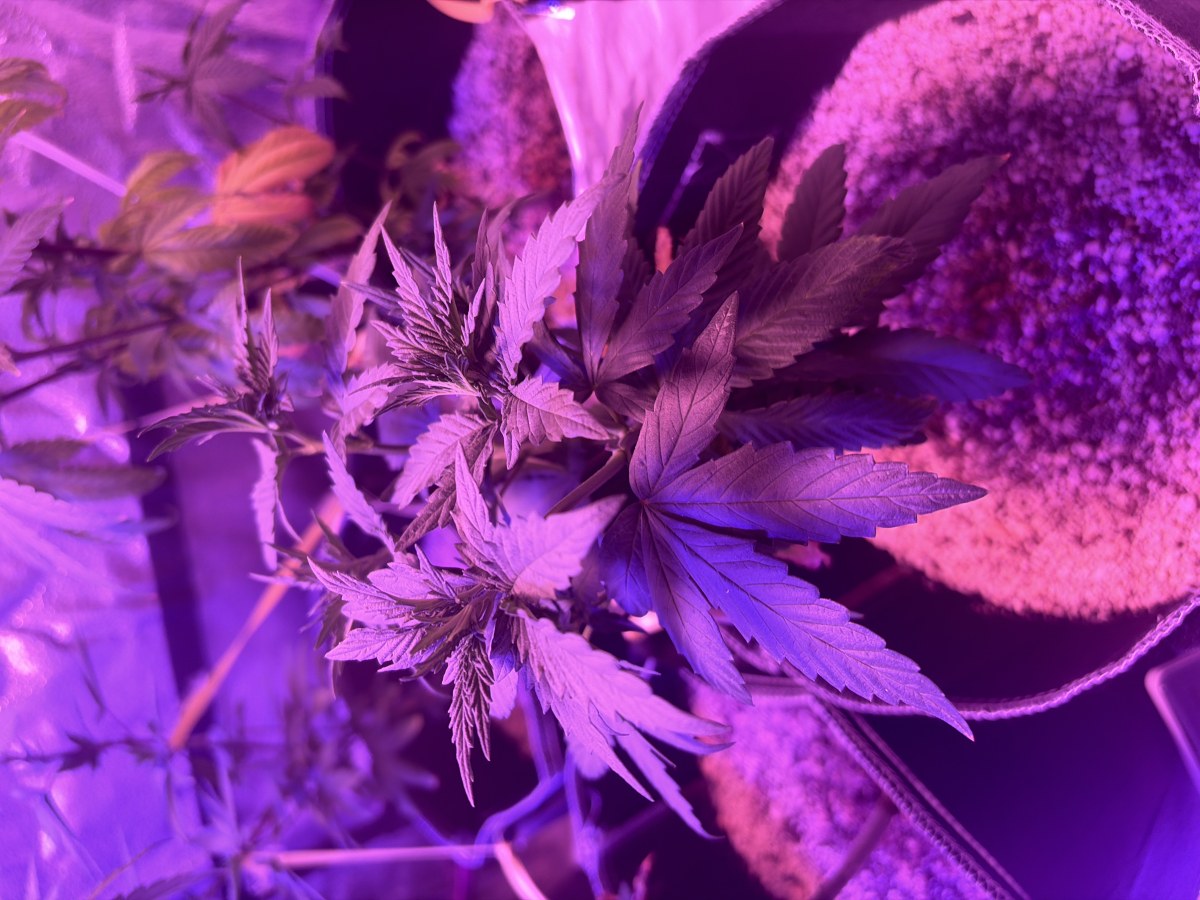 bbs-grow-diaries/blimburnseeds-com/user-46541/58ef0a41ad8a944d