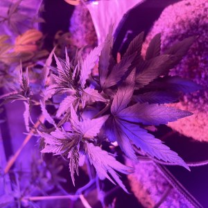 bbs-grow-diaries/blimburnseeds-com/user-46541/58ef0a41ad8a944d