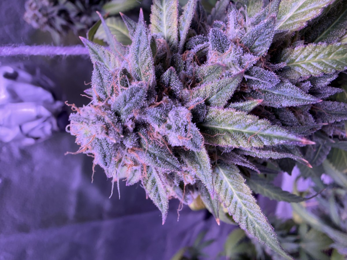 bbs-grow-diaries/blimburnseeds-com/user-46541/f3e2bbfb025fdef6