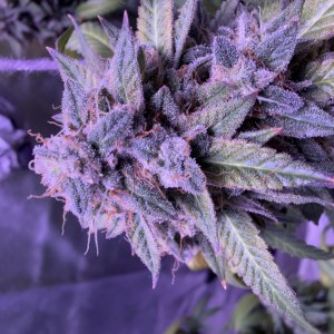bbs-grow-diaries/blimburnseeds-com/user-46541/f3e2bbfb025fdef6