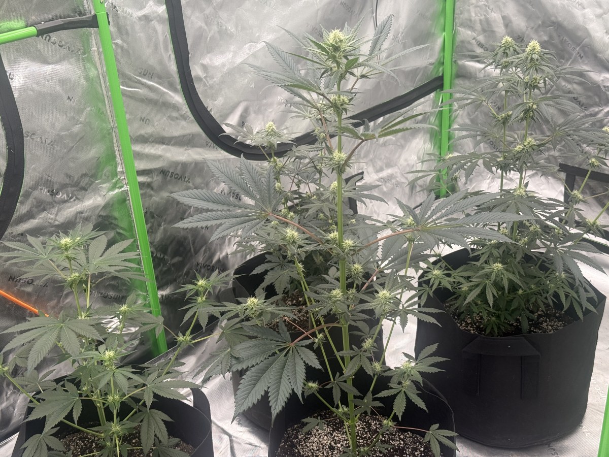 bbs-grow-diaries/blimburnseeds-com/user-47104/6c4695ce8e5f11c7