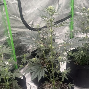 bbs-grow-diaries/blimburnseeds-com/user-47104/6c4695ce8e5f11c7