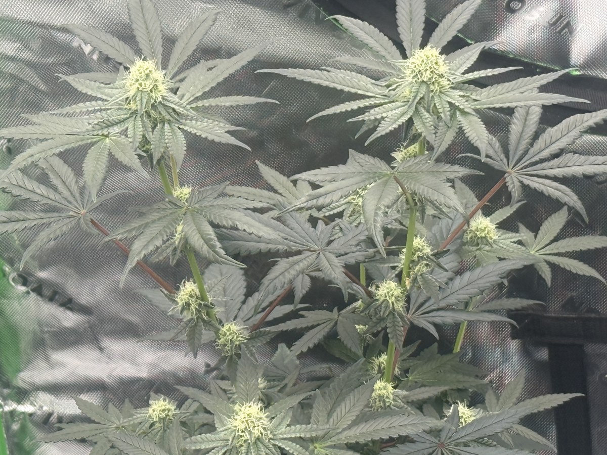 bbs-grow-diaries/blimburnseeds-com/user-47104/f42ddaf2c28fe4dc