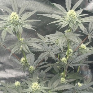 bbs-grow-diaries/blimburnseeds-com/user-47104/f42ddaf2c28fe4dc