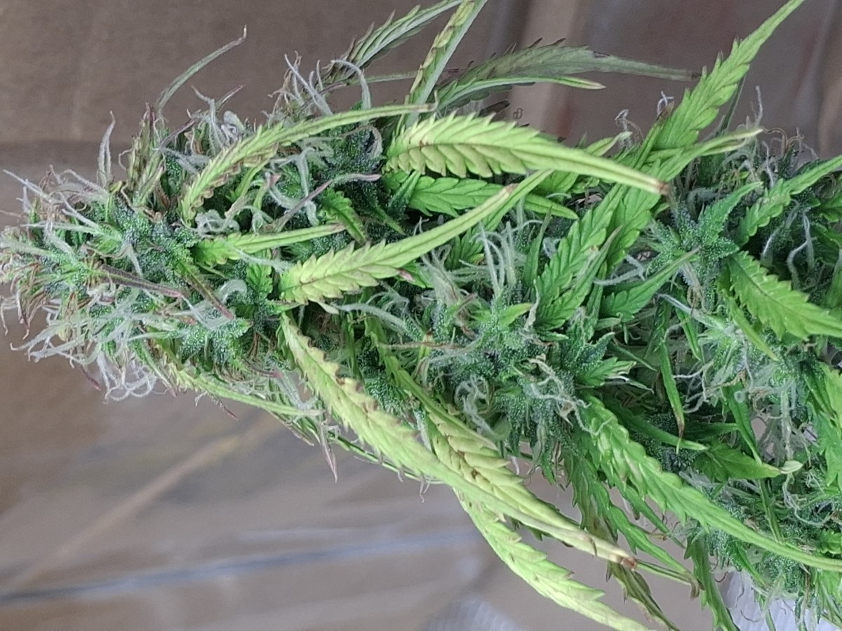 bbs-grow-diaries/blimburnseeds-com/user-47707/0001f6315d093850