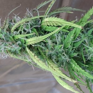 bbs-grow-diaries/blimburnseeds-com/user-47707/0001f6315d093850