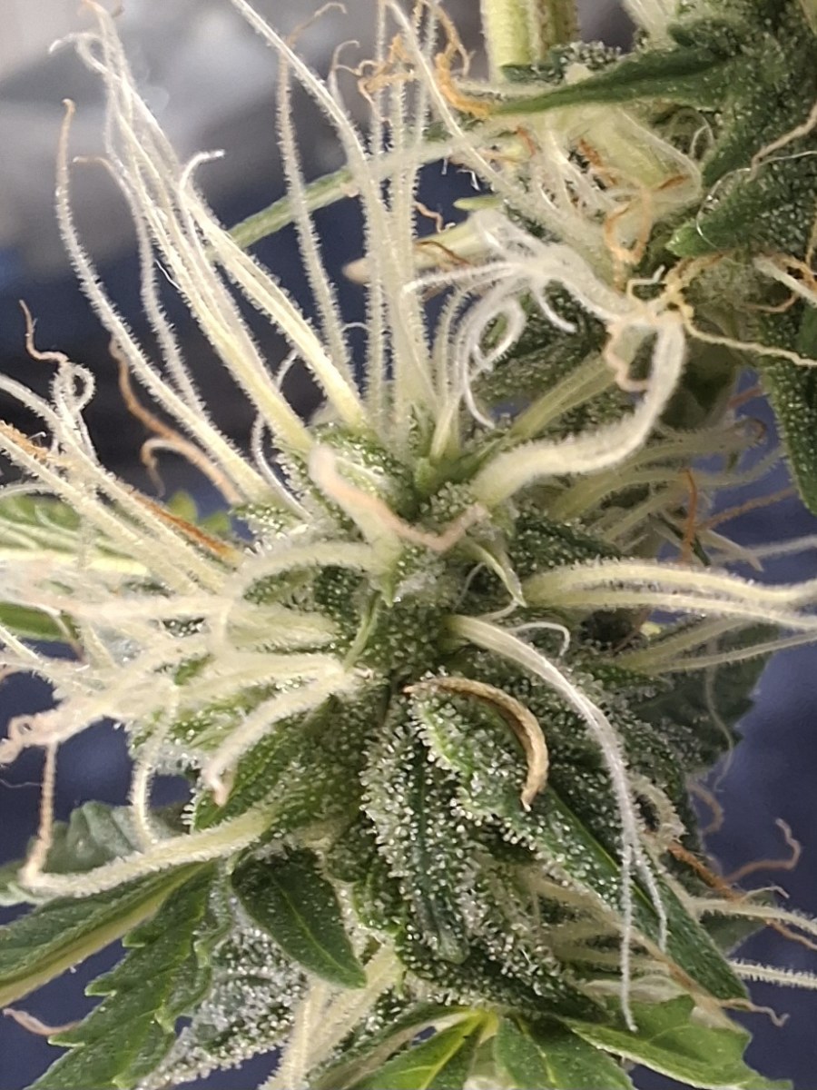 bbs-grow-diaries/blimburnseeds-com/user-47707/0388316c3f38f1d5