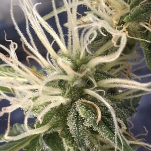 bbs-grow-diaries/blimburnseeds-com/user-47707/0388316c3f38f1d5