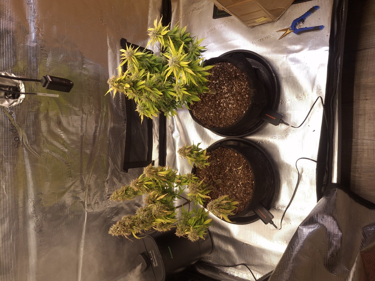 bbs-grow-diaries/blimburnseeds-com/user-47707/0ff4055bce5394f5