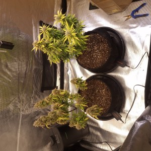 bbs-grow-diaries/blimburnseeds-com/user-47707/0ff4055bce5394f5