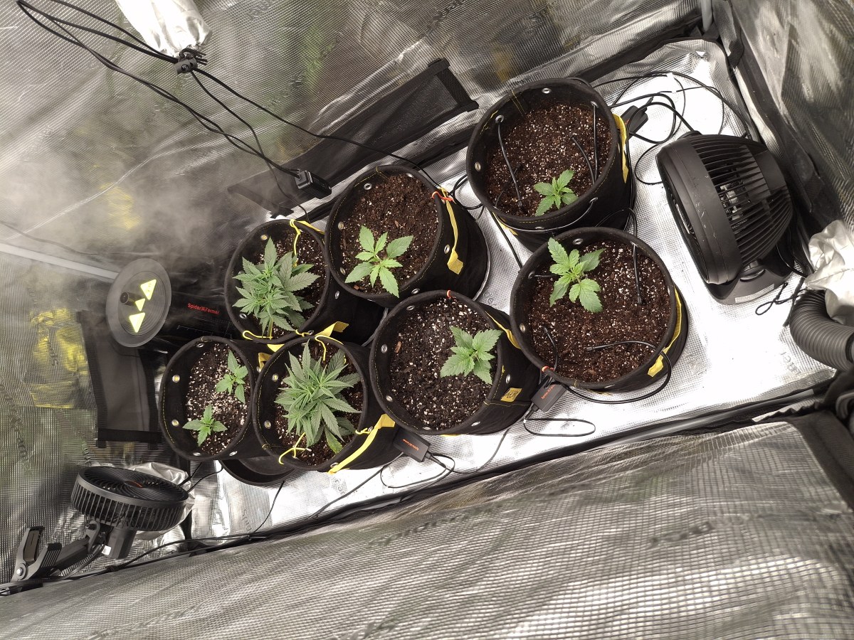bbs-grow-diaries/blimburnseeds-com/user-47707/117eefe26fc2e94c