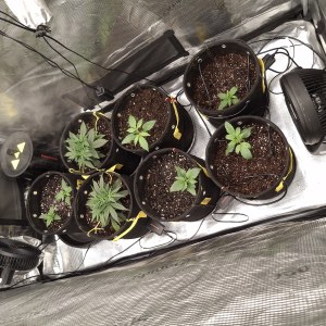 bbs-grow-diaries/blimburnseeds-com/user-47707/117eefe26fc2e94c
