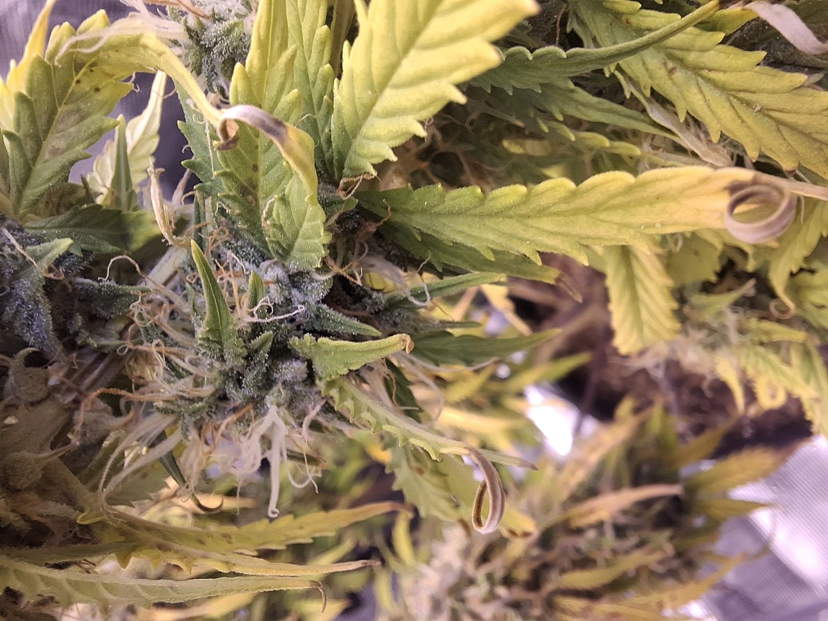 bbs-grow-diaries/blimburnseeds-com/user-47707/13cdc86245d82e49