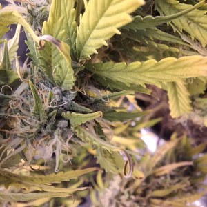 bbs-grow-diaries/blimburnseeds-com/user-47707/13cdc86245d82e49