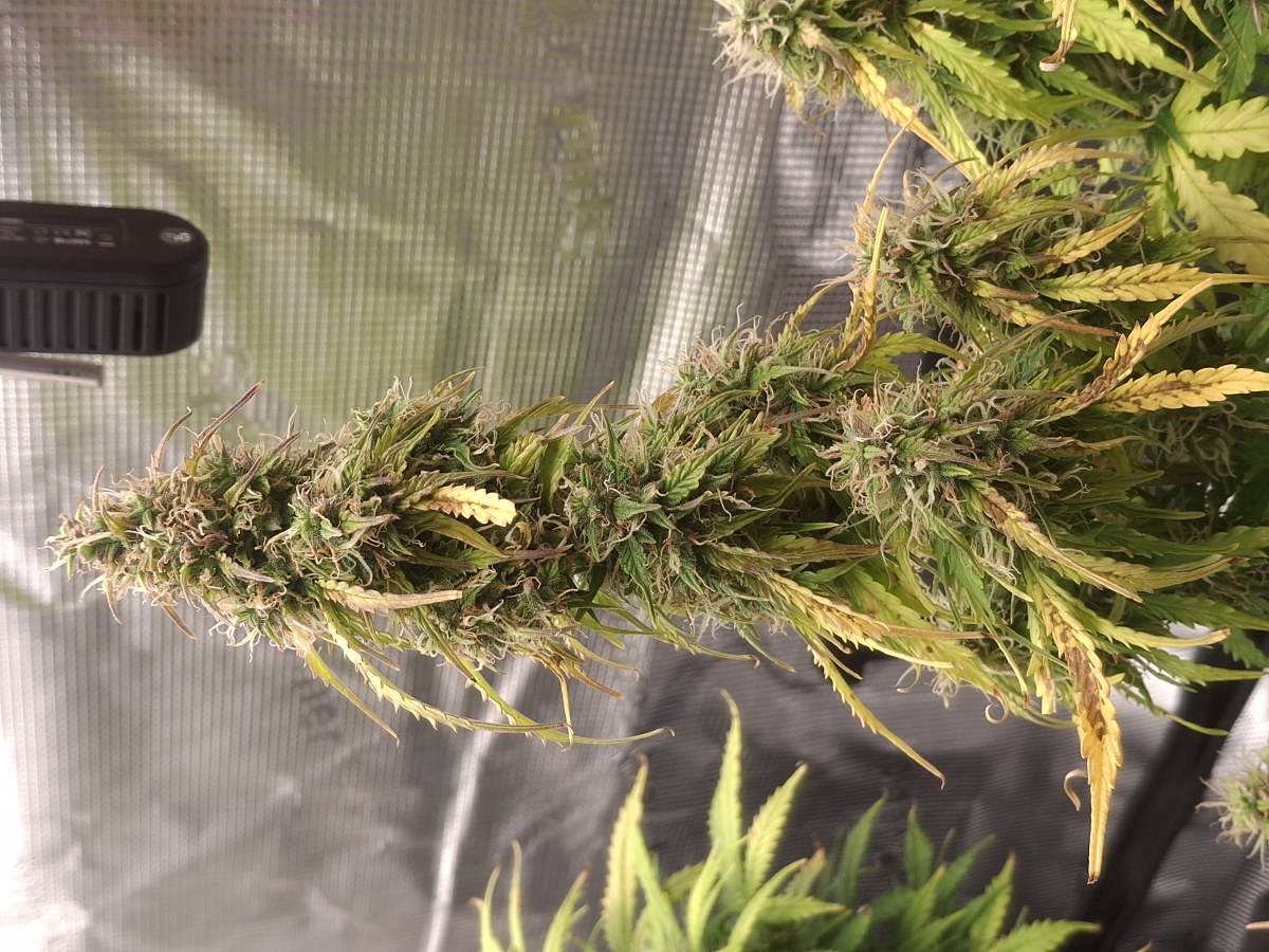 bbs-grow-diaries/blimburnseeds-com/user-47707/1a6b1098ff8ba5ee