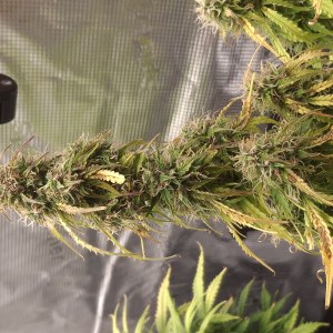 bbs-grow-diaries/blimburnseeds-com/user-47707/1a6b1098ff8ba5ee