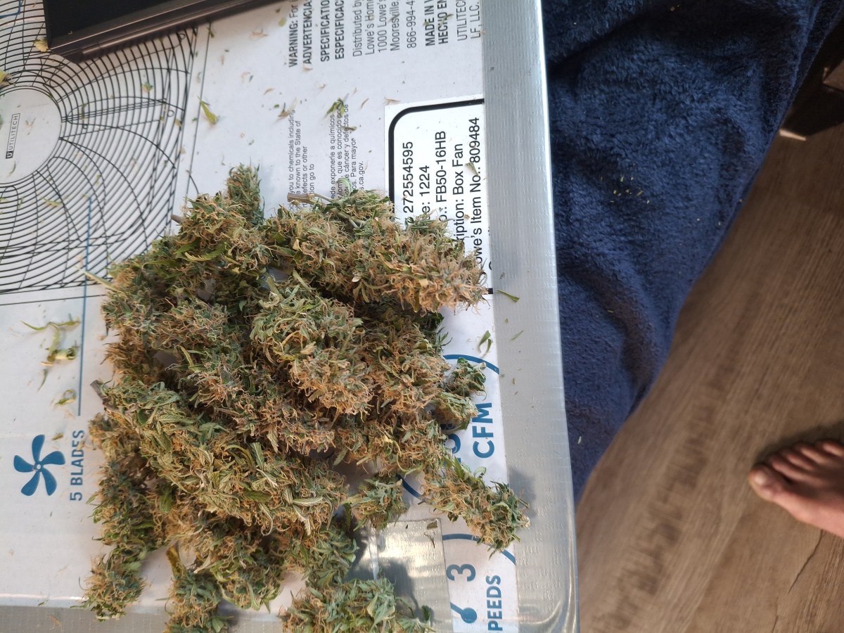 bbs-grow-diaries/blimburnseeds-com/user-47707/1b333c84889e63b5