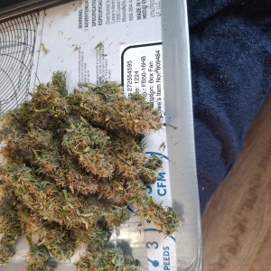 bbs-grow-diaries/blimburnseeds-com/user-47707/1b333c84889e63b5