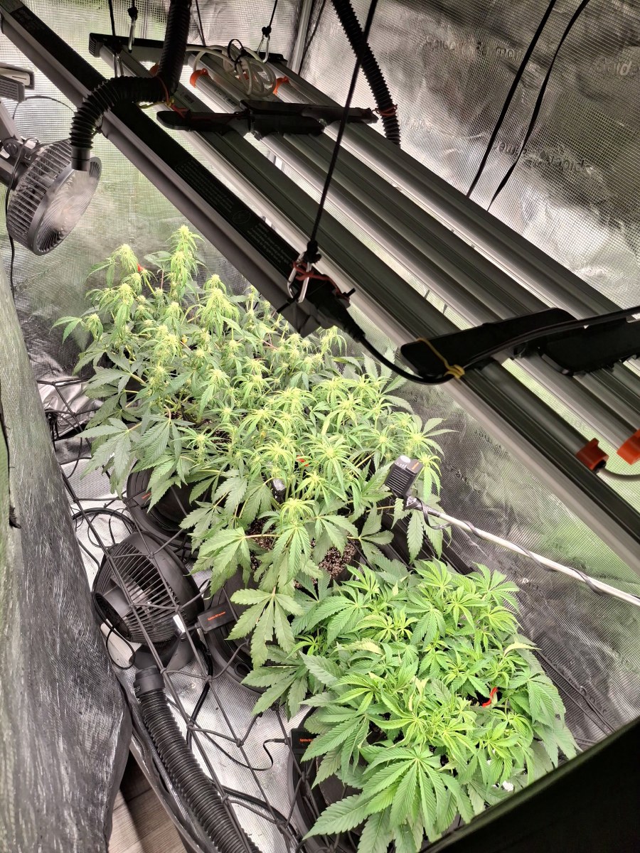 bbs-grow-diaries/blimburnseeds-com/user-47707/1c3221ef330c3a27