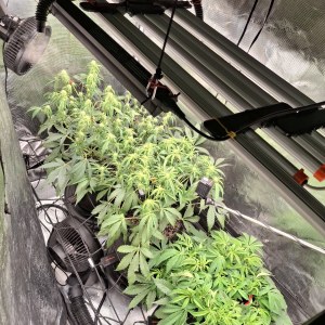 bbs-grow-diaries/blimburnseeds-com/user-47707/1c3221ef330c3a27
