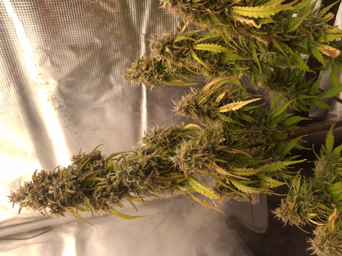 bbs-grow-diaries/blimburnseeds-com/user-47707/1ed34ea52b2a9907