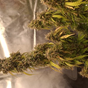 bbs-grow-diaries/blimburnseeds-com/user-47707/1ed34ea52b2a9907