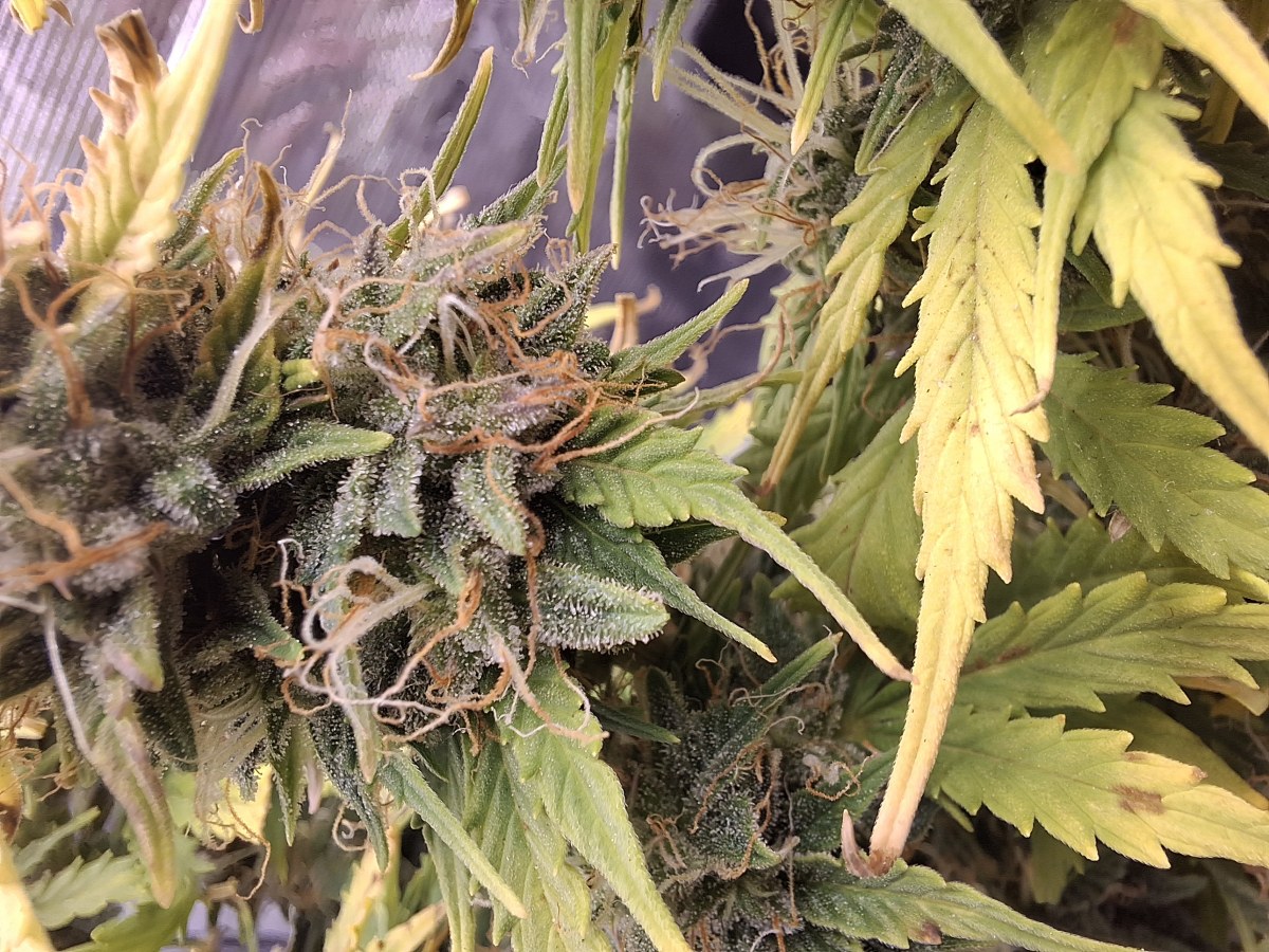 bbs-grow-diaries/blimburnseeds-com/user-47707/249ee6b340cc18c1