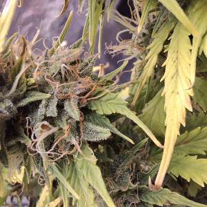 bbs-grow-diaries/blimburnseeds-com/user-47707/249ee6b340cc18c1