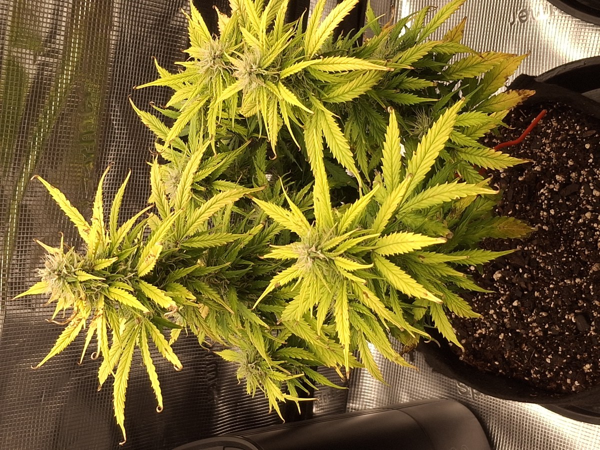 bbs-grow-diaries/blimburnseeds-com/user-47707/2a7ea0007a335a4a