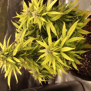 bbs-grow-diaries/blimburnseeds-com/user-47707/2a7ea0007a335a4a