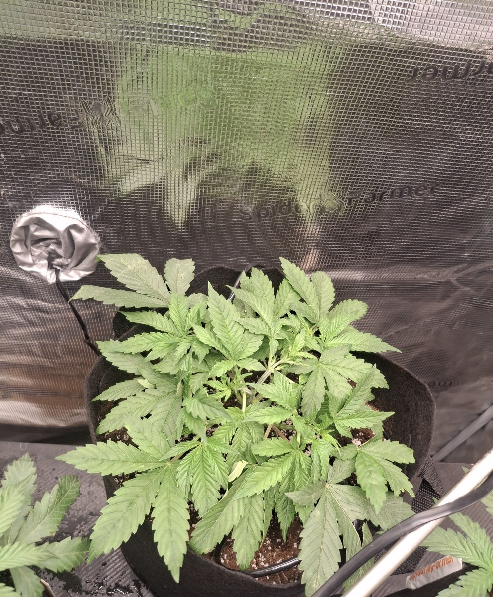 bbs-grow-diaries/blimburnseeds-com/user-47707/31f2a8333bf71667