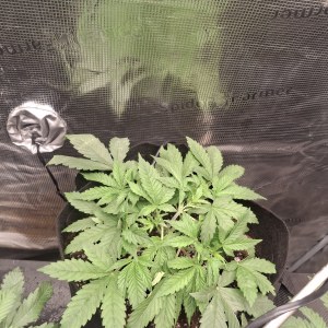 bbs-grow-diaries/blimburnseeds-com/user-47707/31f2a8333bf71667
