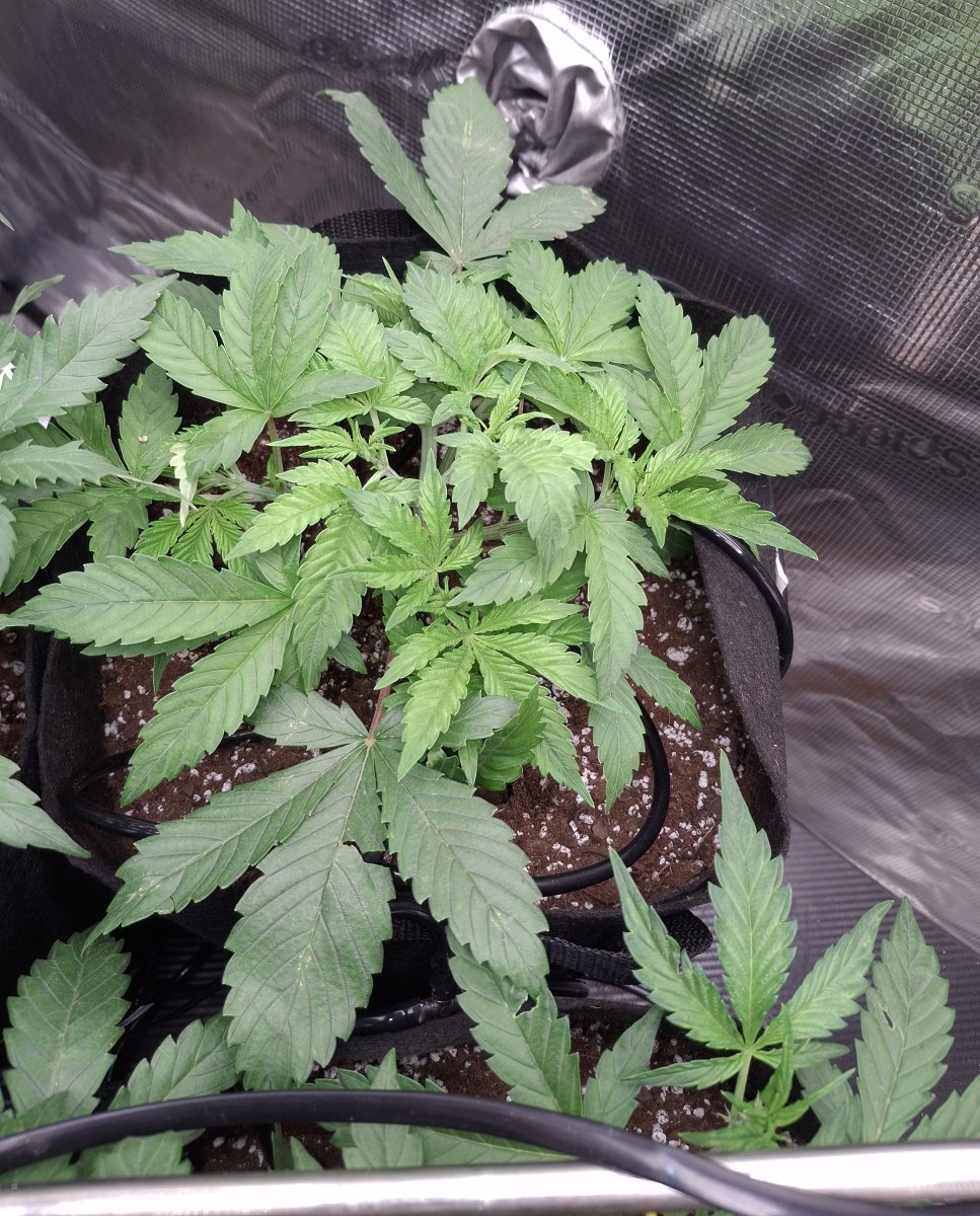 bbs-grow-diaries/blimburnseeds-com/user-47707/326a38987a043ca2