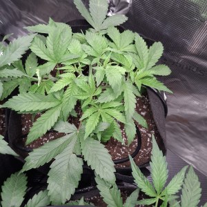 bbs-grow-diaries/blimburnseeds-com/user-47707/326a38987a043ca2
