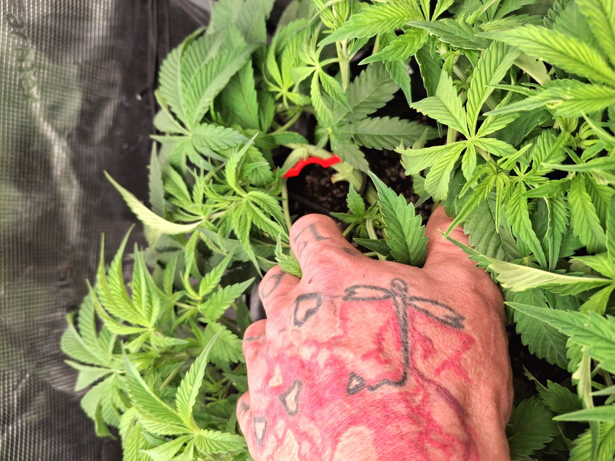 bbs-grow-diaries/blimburnseeds-com/user-47707/332808af68ade291