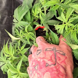 bbs-grow-diaries/blimburnseeds-com/user-47707/332808af68ade291