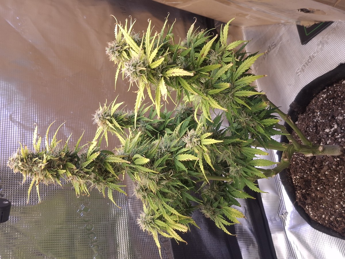 bbs-grow-diaries/blimburnseeds-com/user-47707/3cc0eb0f0ab89f22