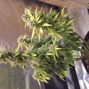 bbs-grow-diaries/blimburnseeds-com/user-47707/3cc0eb0f0ab89f22