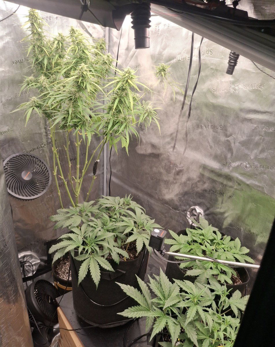 bbs-grow-diaries/blimburnseeds-com/user-47707/3d65b9ab0e1def25