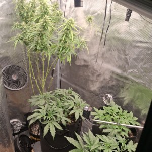 bbs-grow-diaries/blimburnseeds-com/user-47707/3d65b9ab0e1def25