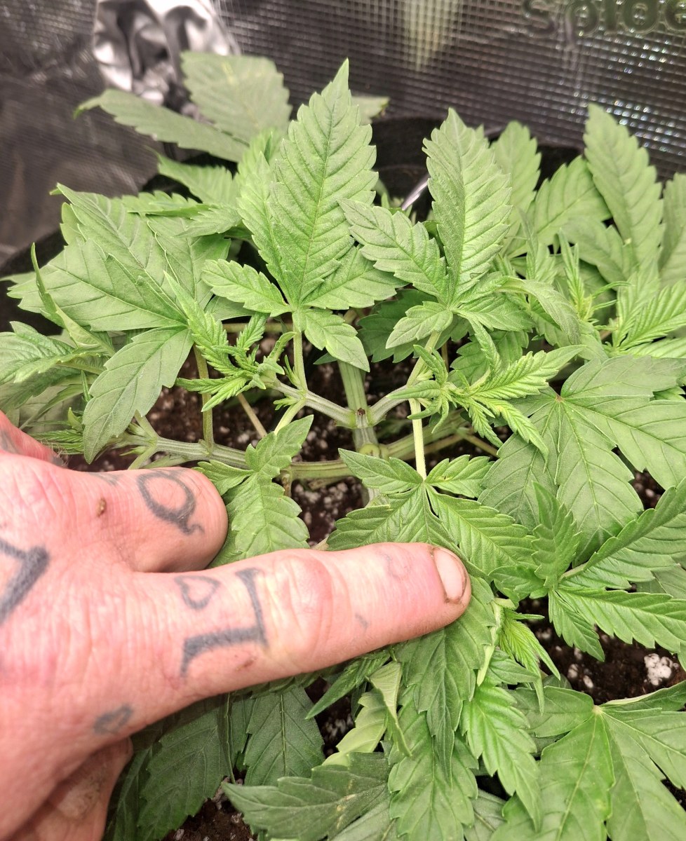 bbs-grow-diaries/blimburnseeds-com/user-47707/3ff4df493e60cbb8