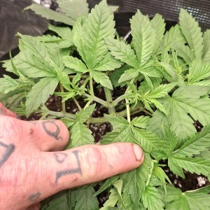 bbs-grow-diaries/blimburnseeds-com/user-47707/3ff4df493e60cbb8