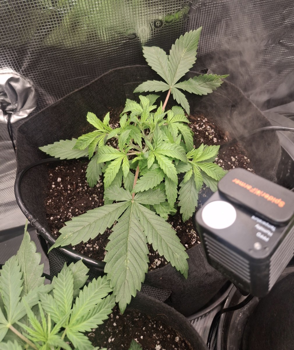 bbs-grow-diaries/blimburnseeds-com/user-47707/400e4e248abd50cf