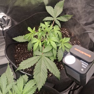 bbs-grow-diaries/blimburnseeds-com/user-47707/400e4e248abd50cf