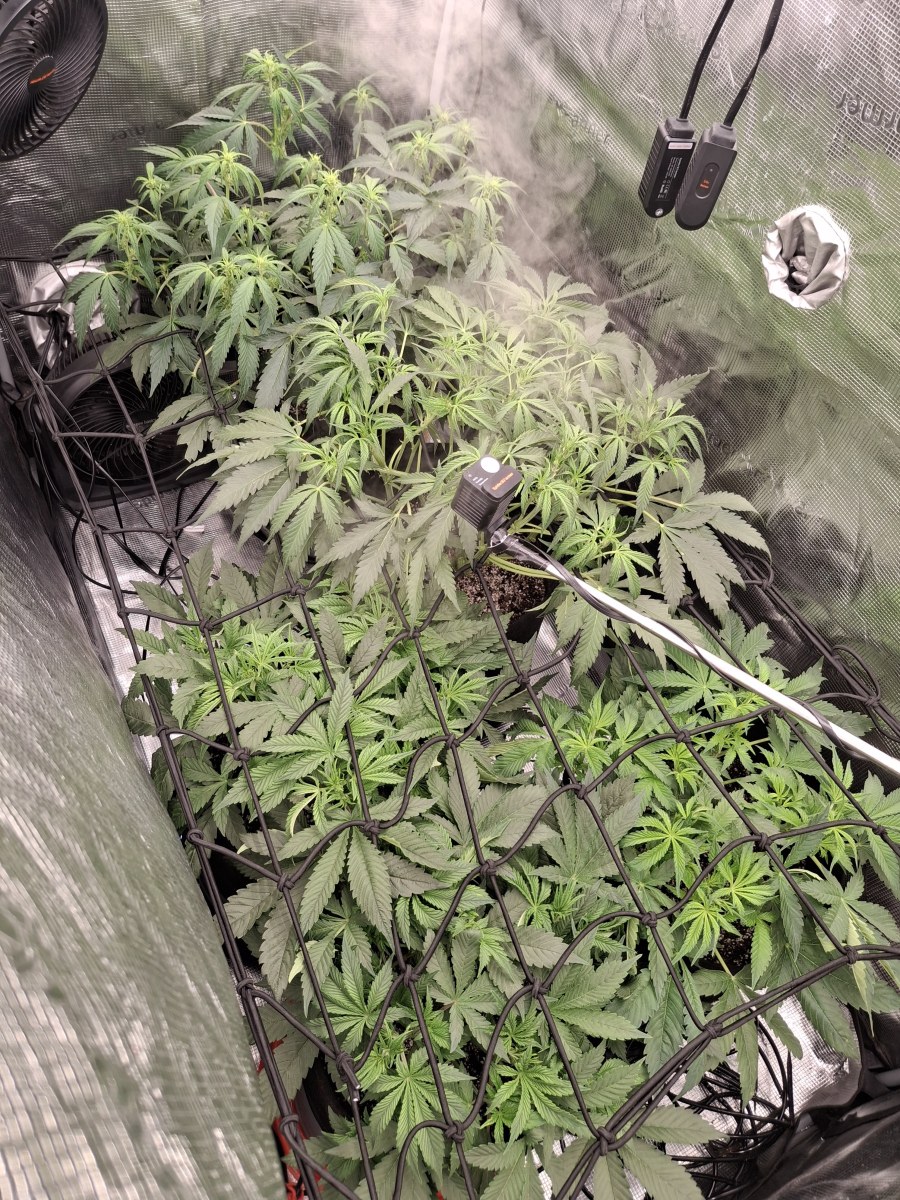 bbs-grow-diaries/blimburnseeds-com/user-47707/43e78618677f08d6
