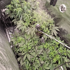 bbs-grow-diaries/blimburnseeds-com/user-47707/43e78618677f08d6