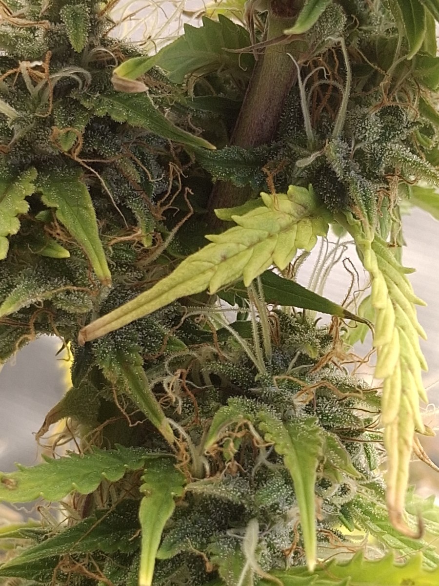bbs-grow-diaries/blimburnseeds-com/user-47707/4ddafbc3208b264b
