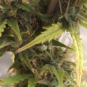 bbs-grow-diaries/blimburnseeds-com/user-47707/4ddafbc3208b264b