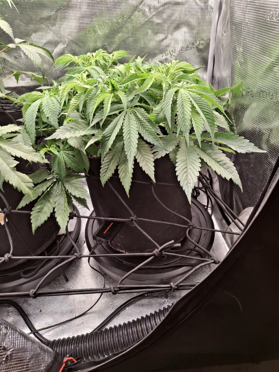 bbs-grow-diaries/blimburnseeds-com/user-47707/53345396a9fd526e